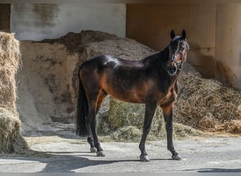 Holsteiner, Wallach, 12 Jahre, 175 cm, Dunkelbrauner
