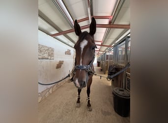 Holsteiner, Wallach, 12 Jahre, 175 cm, Rotbrauner