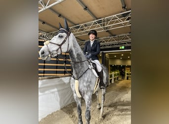 Holsteiner, Wallach, 12 Jahre, 180 cm, Apfelschimmel