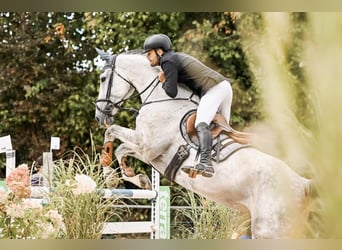 Holsteiner, Wallach, 12 Jahre, 180 cm, Schimmel