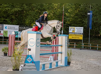 Holsteiner, Wallach, 12 Jahre, 180 cm, Schimmel