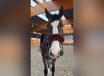 Holsteiner, Wallach, 12 Jahre, 183 cm, Dunkelbrauner