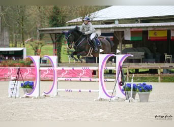Holsteiner, Wallach, 12 Jahre, 183 cm, Schwarzbrauner