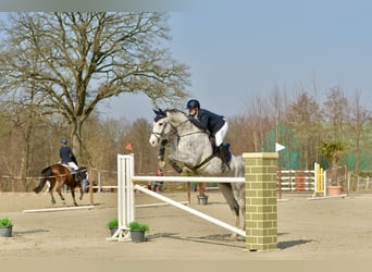 Holsteiner, Wallach, 12 Jahre, 187 cm, Schimmel