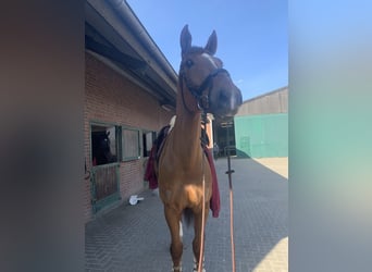 Holsteiner, Wallach, 12 Jahre, 189 cm, Dunkelfuchs