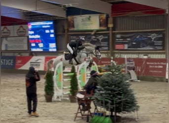 Holsteiner, Wallach, 12 Jahre, Fliegenschimmel