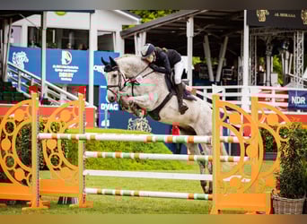Holsteiner, Wallach, 12 Jahre, Fliegenschimmel