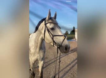 Holsteiner, Wallach, 12 Jahre, Schimmel