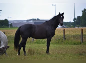 Holsteiner, Wallach, 13 Jahre, 163 cm, Rappe