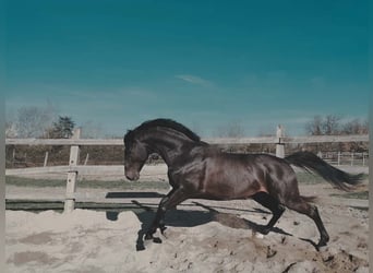 Holsteiner, Wallach, 13 Jahre, 163 cm, Rappe
