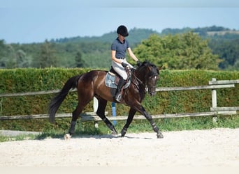 Holsteiner, Wallach, 13 Jahre, 163 cm, Rappe