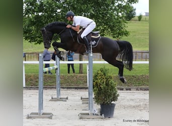 Holsteiner, Wallach, 13 Jahre, 163 cm, Rappe