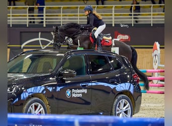 Holsteiner, Wallach, 13 Jahre, 165 cm, Dunkelbrauner