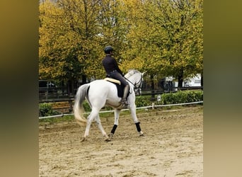 Holsteiner, Wallach, 13 Jahre, 165 cm, Schimmel