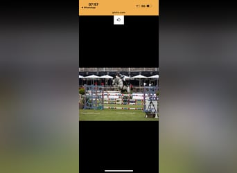 Holsteiner, Wallach, 13 Jahre, 165 cm, Schimmel