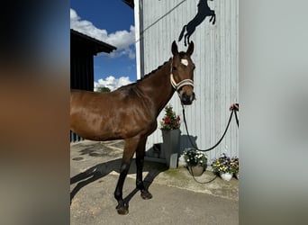 Holsteiner Mix, Wallach, 13 Jahre, 168 cm, Brauner