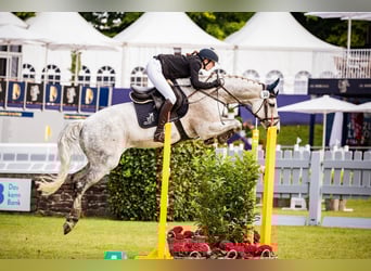 Holsteiner, Wallach, 13 Jahre, 168 cm, Fliegenschimmel