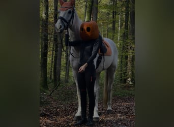 Holsteiner, Wallach, 13 Jahre, 168 cm, Schimmel