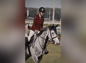 Holsteiner, Wallach, 13 Jahre, 168 cm, Schimmel
