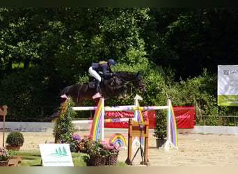 Holsteiner, Wallach, 13 Jahre, 168 cm, Schwarzbrauner