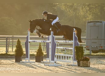 Holsteiner, Wallach, 13 Jahre, 168 cm, Schwarzbrauner