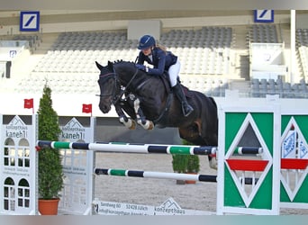 Holsteiner, Wallach, 13 Jahre, 168 cm, Schwarzbrauner