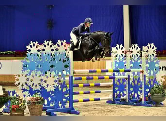 Holsteiner, Wallach, 13 Jahre, 168 cm, Schwarzbrauner