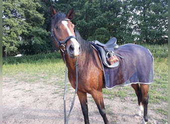 Holsteiner, Wallach, 13 Jahre, 170 cm, Brauner