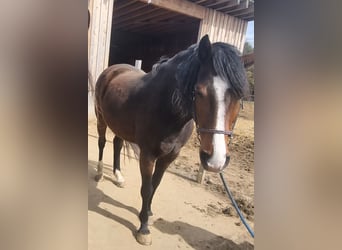 Holsteiner, Wallach, 13 Jahre, 170 cm, Brauner