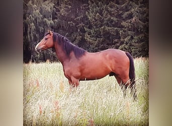 Holsteiner, Wallach, 13 Jahre, 170 cm, Brauner