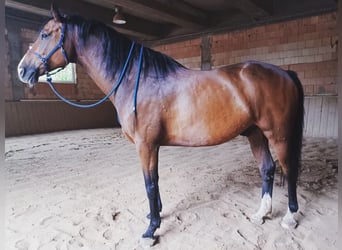 Holsteiner, Wallach, 13 Jahre, 170 cm, Brauner