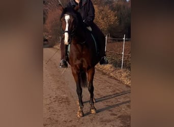 Holsteiner, Wallach, 13 Jahre, 170 cm, Brauner