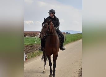 Holsteiner, Wallach, 13 Jahre, 170 cm, Brauner