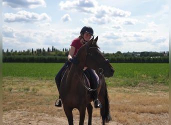 Holsteiner, Wallach, 13 Jahre, 170 cm