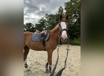 Holsteiner, Wallach, 13 Jahre, 170 cm, Fuchs
