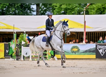 Holsteiner, Wallach, 13 Jahre, 170 cm, Schimmel
