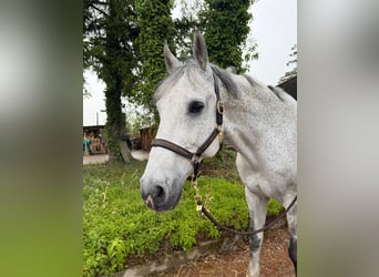 Holsteiner, Wallach, 13 Jahre, 170 cm, Schimmel