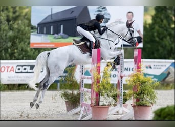 Holsteiner, Wallach, 13 Jahre, 170 cm, Schimmel