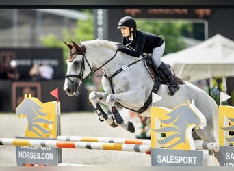 Holsteiner, Wallach, 13 Jahre, 170 cm, Schimmel