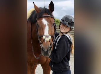 Holsteiner, Wallach, 13 Jahre, 172 cm, Brauner