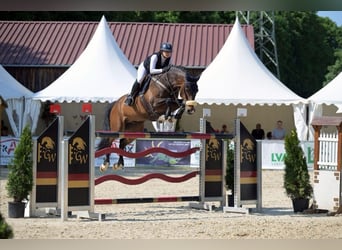 Holsteiner, Wallach, 13 Jahre, 172 cm, Dunkelbrauner