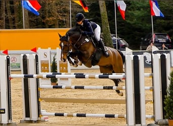 Holsteiner, Wallach, 13 Jahre, 172 cm, Dunkelbrauner