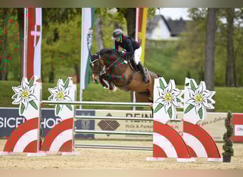 Holsteiner, Wallach, 13 Jahre, 172 cm, Dunkelbrauner