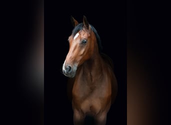 Holsteiner, Wallach, 13 Jahre, 173 cm, Brauner