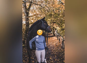 Holsteiner, Wallach, 13 Jahre, 173 cm, Dunkelbrauner