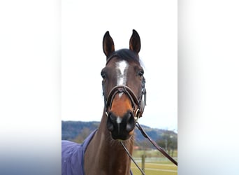 Holsteiner, Wallach, 13 Jahre, 173 cm, Dunkelbrauner