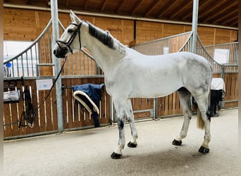 Holsteiner, Wallach, 13 Jahre, 173 cm, Schimmel