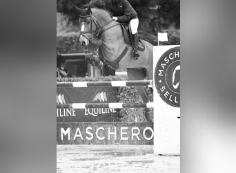 Holsteiner, Wallach, 13 Jahre, 174 cm, Brauner