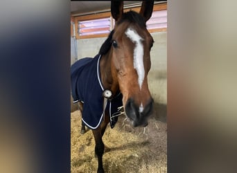 Holsteiner, Wallach, 13 Jahre, 174 cm, Brauner