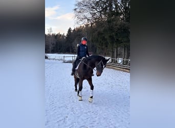 Holsteiner, Wallach, 13 Jahre, 174 cm